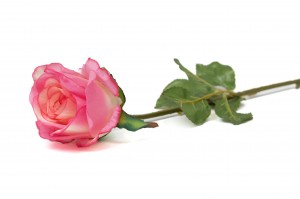 PHOCEALYS│Rose Artificielle│vente aux pros│Grossiste en végétaux artificiels