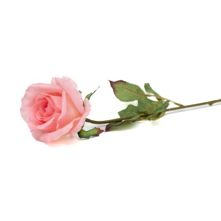 PHOCEALYS |Artificial Rose│Sale to pros│Wholesaler of artificial plants