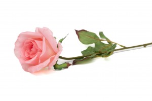 PHOCEALYS│Rose Artificielle│vente aux pros│Grossiste en végétaux artificiels