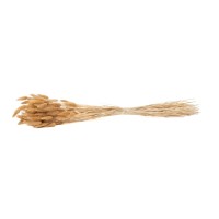PHOCEALYS │Lagurus sec │vente aux pros│Grossiste en fleurs séchées