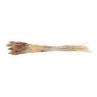 PHOCEALYS │Lagurus sec │vente aux pros│Grossiste en fleurs séchées