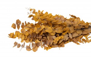 PHOCEALYS │Eucalyptus stuartiana stabilisé │vente aux pros│Grossiste
