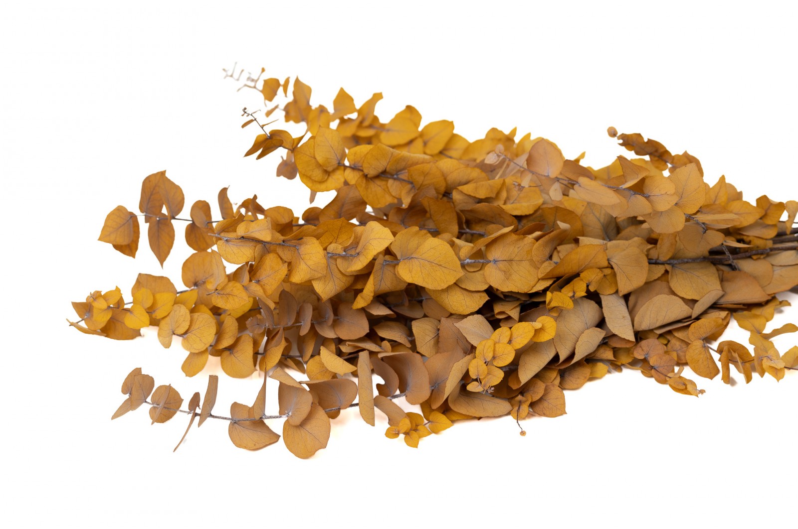 PHOCEALYS │Eucalyptus stuartiana stabilisé │vente aux pros│Grossiste