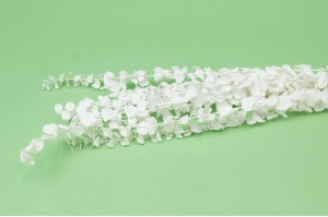 PHOCEALYS │Eucalyptus baby stabilisé │vente aux pros│Grossiste