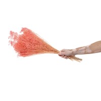 PHOCEALYS │Broom bloom sec│vente aux pros│Grossiste en fleurs séchées