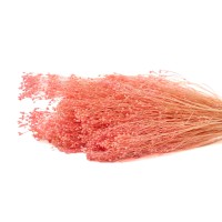 PHOCEALYS │Broom bloom sec│vente aux pros│Grossiste en fleurs séchées