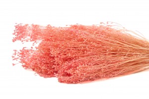 PHOCEALYS │Broom bloom sec│vente aux pros│Grossiste en fleurs séchées