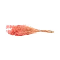 PHOCEALYS │Broom bloom sec│vente aux pros│Grossiste en fleurs séchées