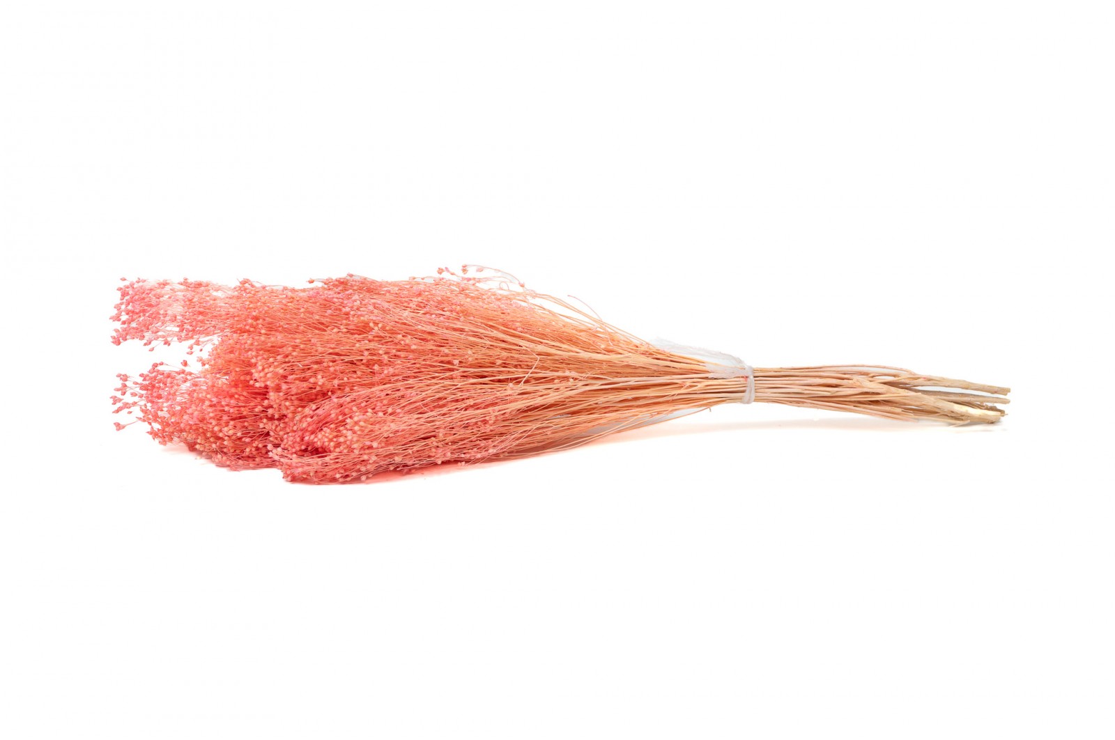 PHOCEALYS │Broom bloom sec│vente aux pros│Grossiste en fleurs séchées
