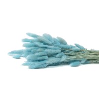 PHOCEALYS │Lagurus sec │vente aux pros│Grossiste en fleurs séchées