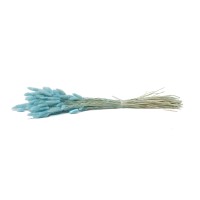 PHOCEALYS │Lagurus sec │vente aux pros│Grossiste en fleurs séchées