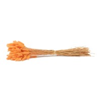 PHOCEALYS │Lagurus sec │vente aux pros│Grossiste en fleurs séchées