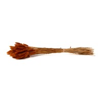 PHOCEALYS │Lagurus sec │vente aux pros│Grossiste en fleurs séchées