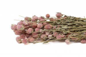 PHOCEALYS │Gomphrena sec│vente aux pros│Grossiste en fleurs séchées