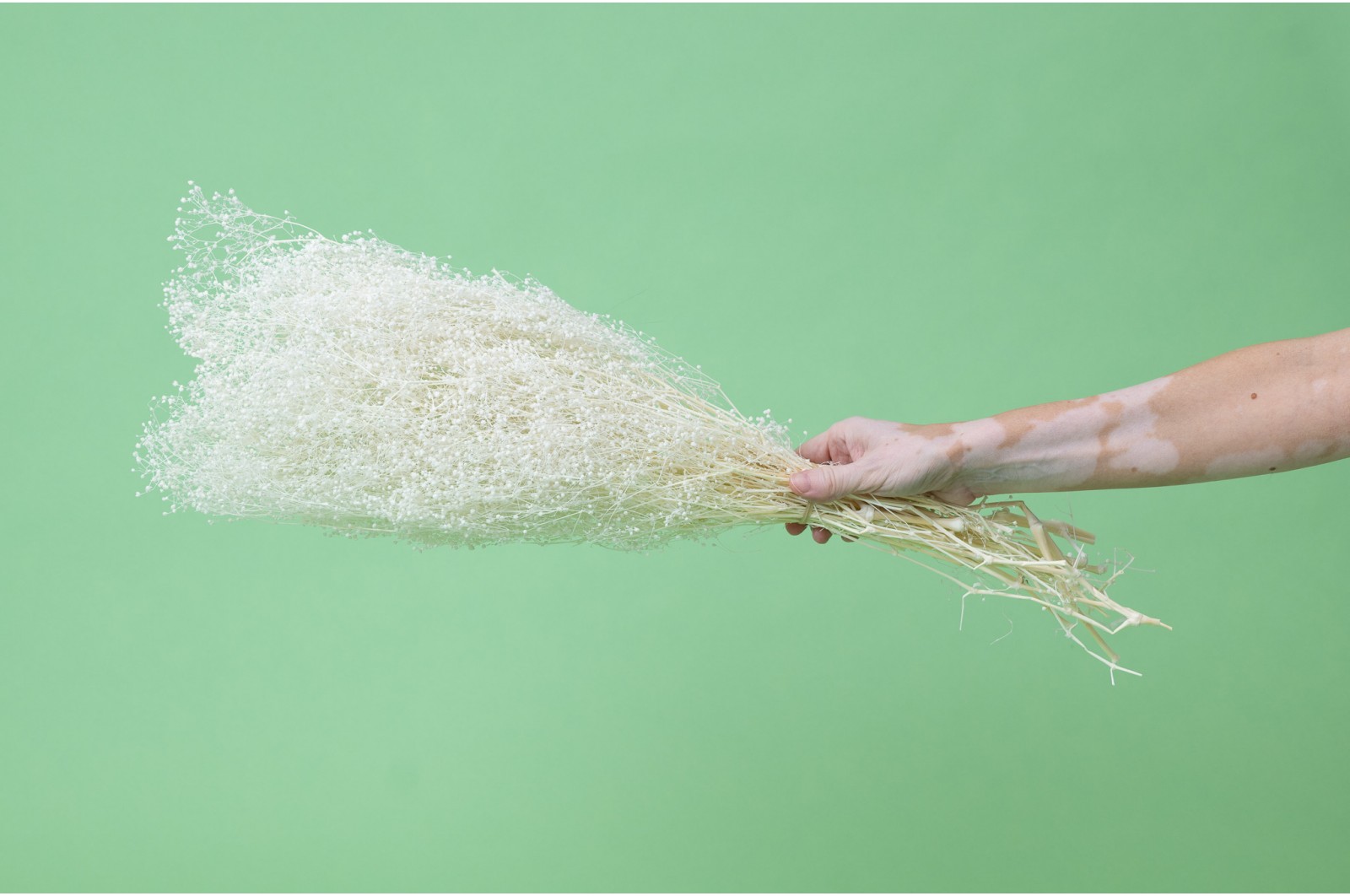 PHOCEALYS │Gypsophile stabilisé│vente aux pros│Grossiste