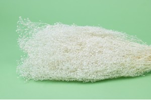 PHOCEALYS │Gypsophile stabilisé│vente aux pros│Grossiste