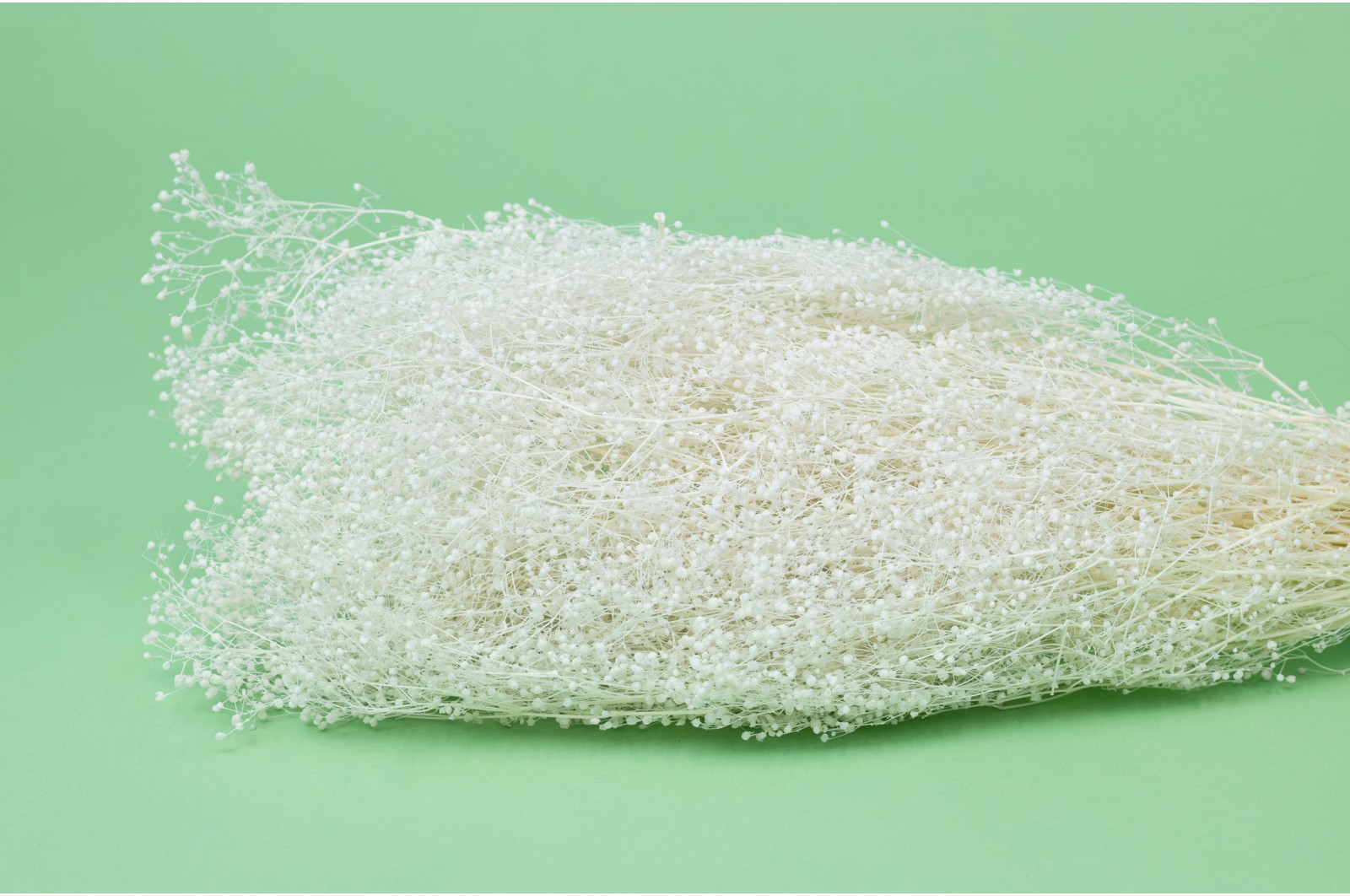 PHOCEALYS │Gypsophile stabilisé│vente aux pros│Grossiste