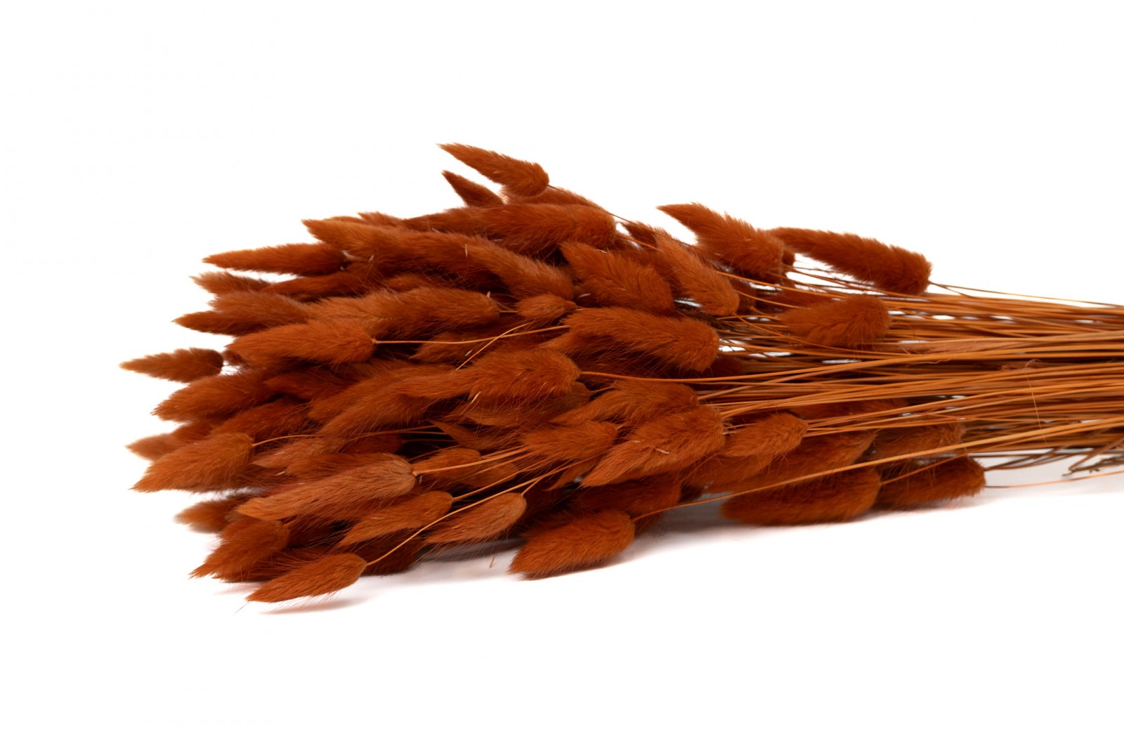 PHOCEALYS │Lagurus sec │vente aux pros│Grossiste en fleurs séchées