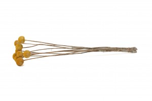 PHOCEALYS │Craspédie stabilisé│vente aux pros│Grossiste