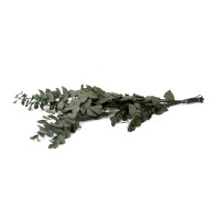 Eucalyptus stuartiana stabilisé │vente aux pros│Grossiste