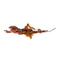 Hêtre stabilisé│vente aux pros│Grossiste en végétaux stabilisés