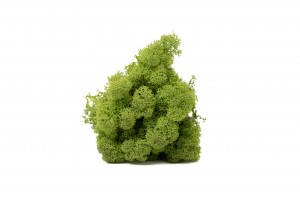 PHOCEALYS │Lichen stabilisé│vente aux pros│Grossiste