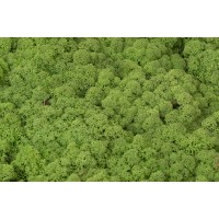 PHOCEALYS │Lichen stabilisé│vente aux pros│Grossiste
