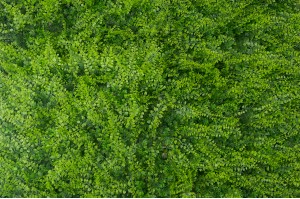 PHOCEALYS│Panneau Fougère artificielle│Grossiste végétaux artificiels