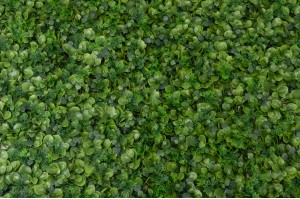 PHOCEALYS│Panneau Ficus artificiel│Grossiste en végétaux artificiels