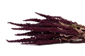 PHOCEALYS│Amarante sèche│vente aux pros│Grossiste en fleurs séchées