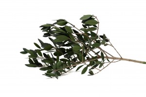 Branche d'olivier sauvage stabilisé│vente aux pros│Grossiste en végétaux stabilisées