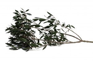 Branche d'olivier sauvage stabilisé│vente aux pros│Grossiste en végétaux stabilisées