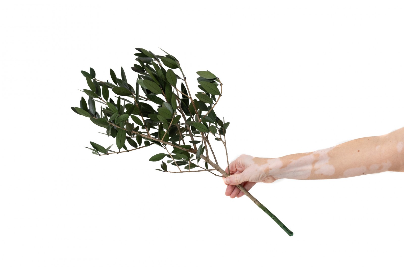 Branche d'olivier sauvage stabilisé│vente aux pros│Grossiste en végétaux stabilisées