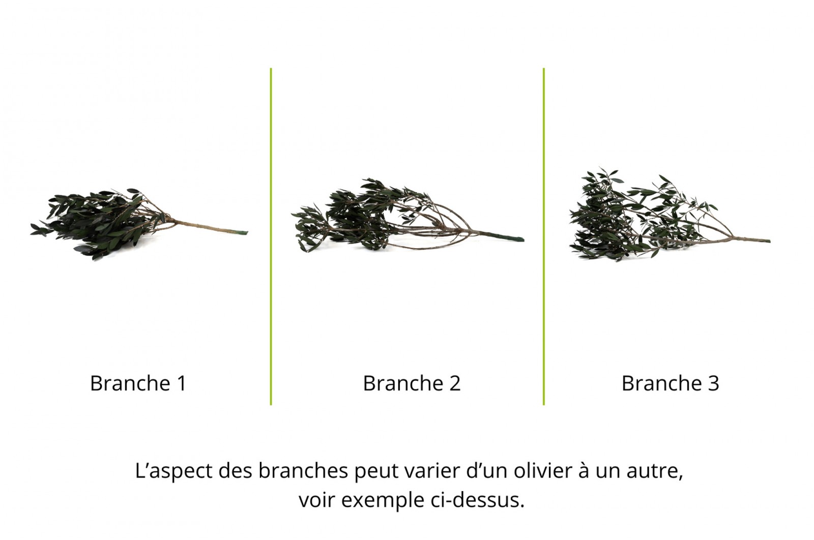 Branche d'olivier sauvage stabilisé│vente aux pros│Grossiste en végétaux stabilisées