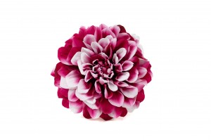PHOCEALYS│Dahlia stabilisé│vente aux pros│Grossiste