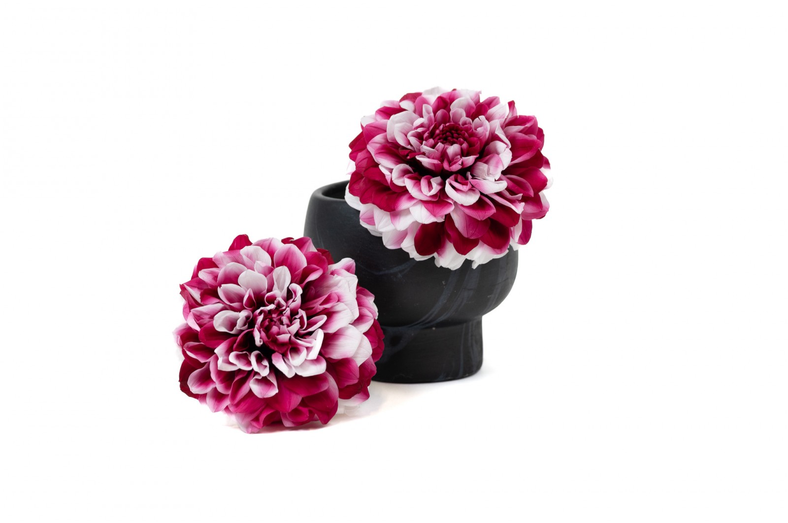 PHOCEALYS│Dahlia stabilisé│vente aux pros│Grossiste