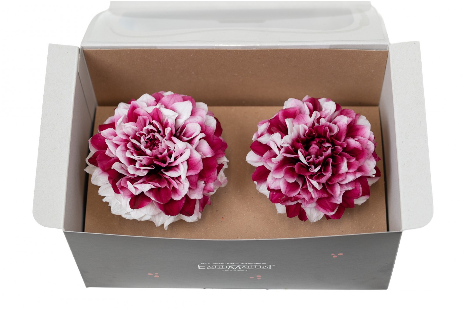 PHOCEALYS│Dahlia stabilisé│vente aux pros│Grossiste