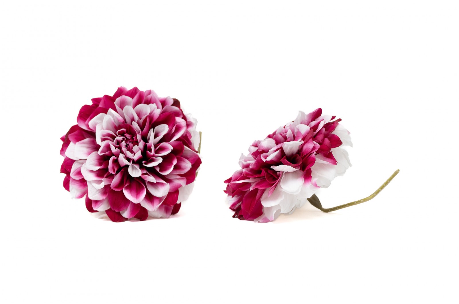 PHOCEALYS│Dahlia stabilisé│vente aux pros│Grossiste