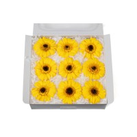 PHOCEALYS│gerbera stabilisé│vente aux pros│Grossiste
