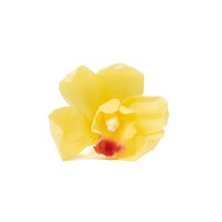 Orchidée Cymbidium │vente aux pros│Grossiste en végétaux stabilisées