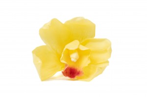 Orchidée Cymbidium │vente aux pros│Grossiste en végétaux stabilisées