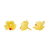 Orchidée Cymbidium │vente aux pros│Grossiste en végétaux stabilisées