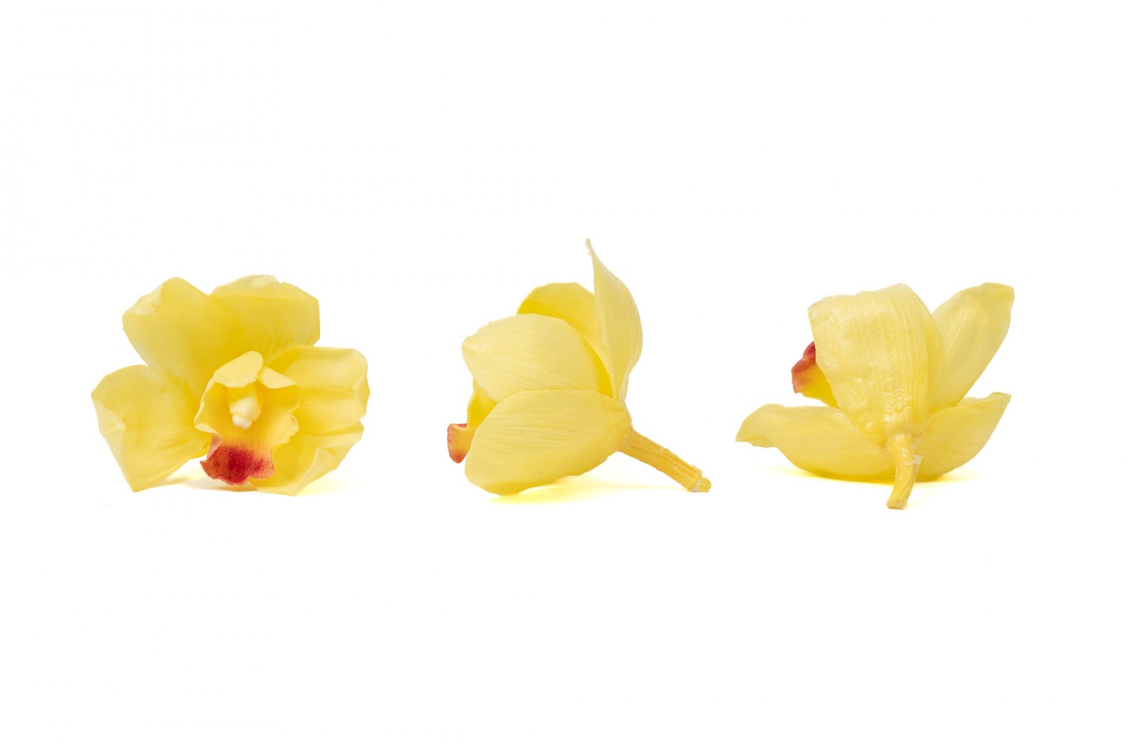 Orchidée Cymbidium │vente aux pros│Grossiste en végétaux stabilisées