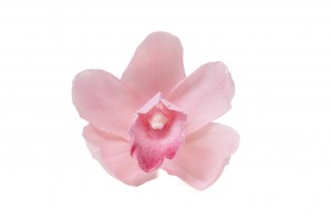 Orchidée Cymbidium │vente aux pros│Grossiste en végétaux stabilisées