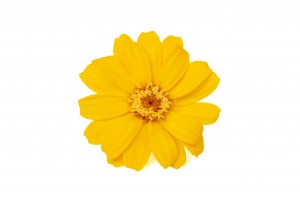 PHOCEALYS│zinnia stabilisé│vente aux pros│Grossiste