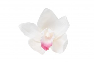 Orchidée Cymbidium │vente aux pros│Grossiste en végétaux stabilisées