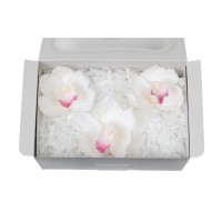 Orchidée Cymbidium │vente aux pros│Grossiste en végétaux stabilisées