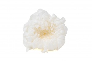 Chrysanthème Morifolium stabilisé│vente aux pros│Grossiste