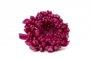 Chrysanthème Morifolium stabilisé│vente aux pros│Grossiste