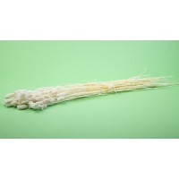 Phalaris sec│vente aux pros│Grossiste en fleurs séchées